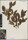 Foto von Salix pentandra L.